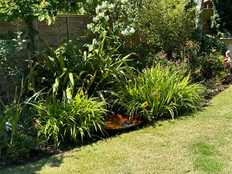 Beautiful addition to our garden