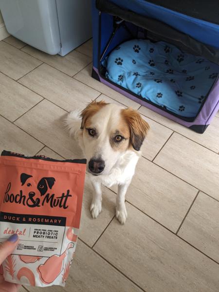 Pooch & Mutt are my Pooches favourite treats!