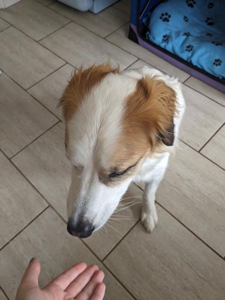 Pooch & Mutt are my Pooches favourite treats!