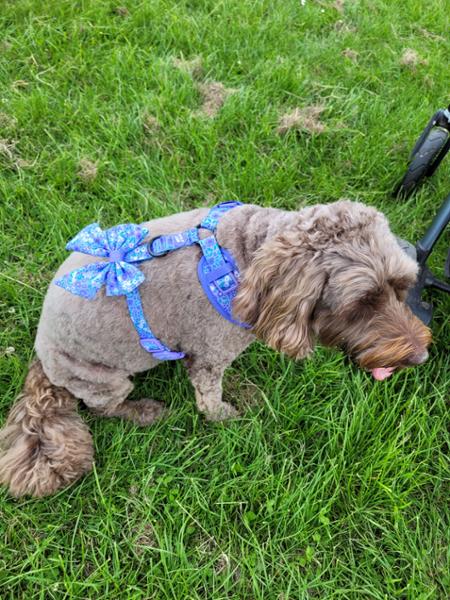 Dog harnesses
