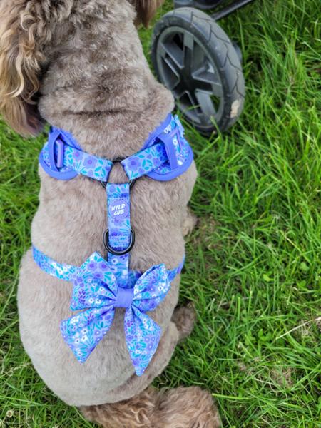 Dog harnesses
