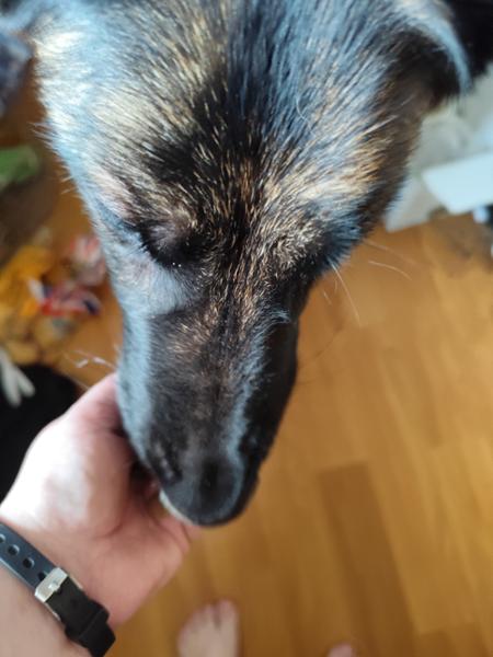 My dogs favourite