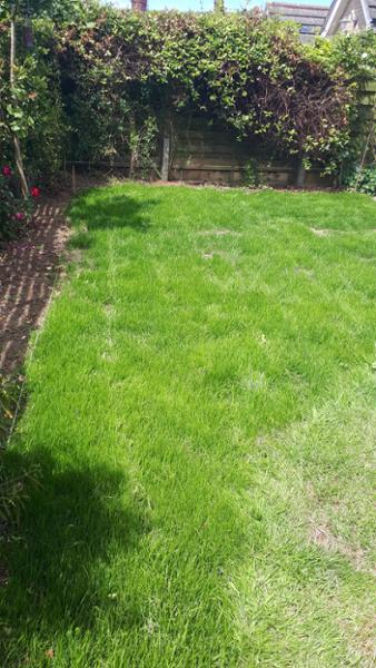 Quality lawn in a couple of weeks