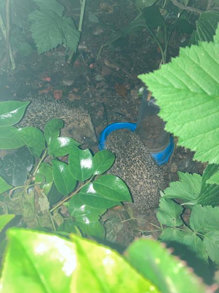 Hungry Hedgehogs
