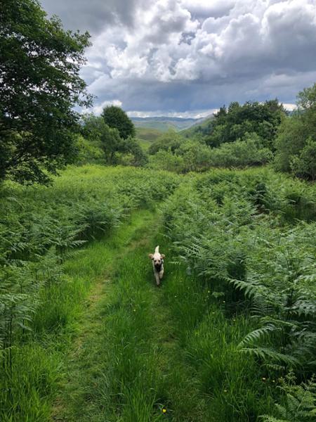 Idyllic dog friendly location