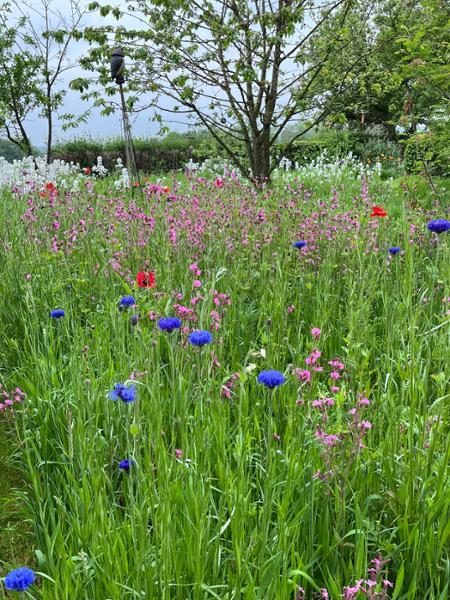 Shaded wild flower meadow review.