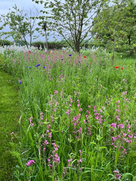 Shaded wild flower meadow review.