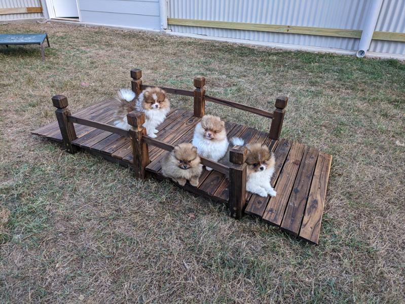 Entry Level Dog Cover - S