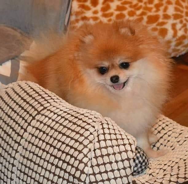Entry Level Dog Cover - S