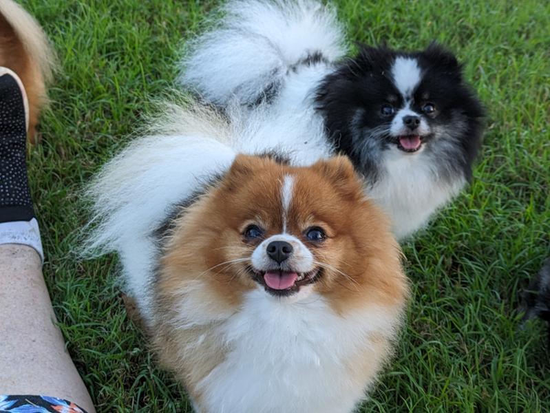 Entry Level Dog Cover - S