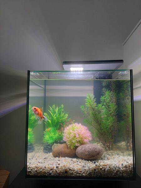 Lovely looking tank
