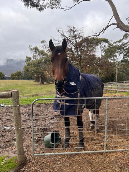 Horseland are great