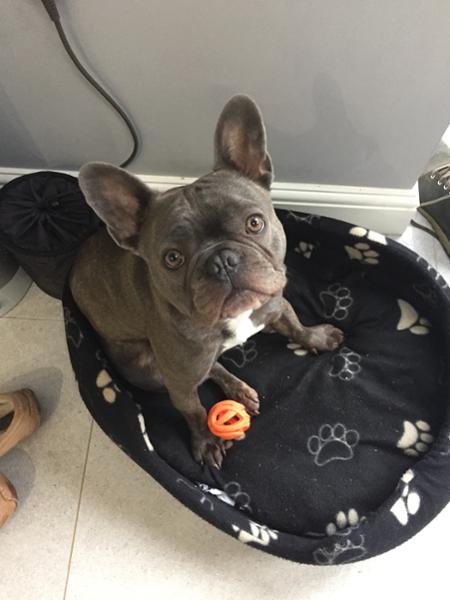 Suits my Frenchie, give it a try