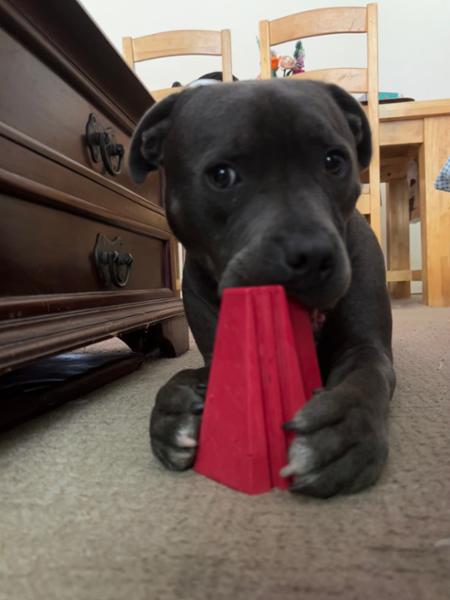 Amazing staff. Happy Staffie!