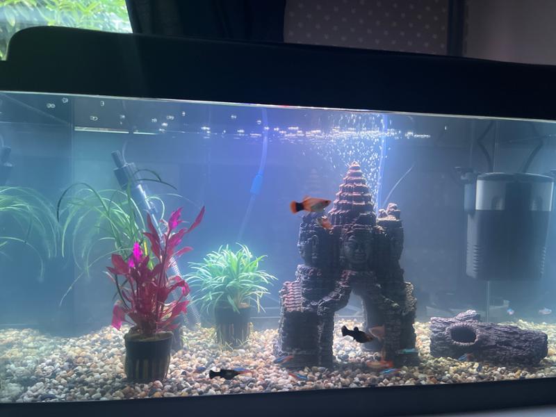 Fish tank