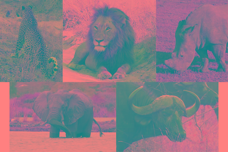 LOVED our safari