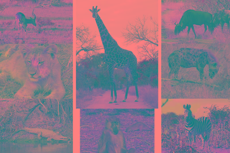 LOVED our safari