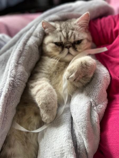 Mid-Point Cat Cover - S