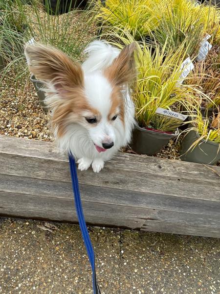Tip top dog products at great prices