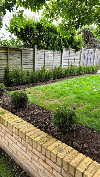 Yew Hedging