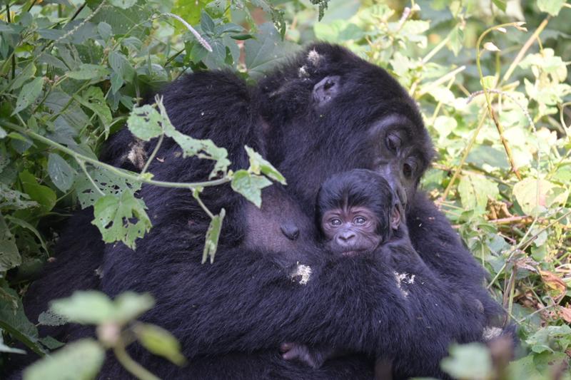 Gorilla Trek in Uganda