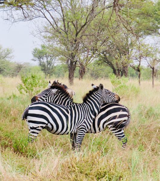 Best safari experience yet!