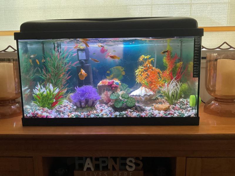 Smart aquarium definitely value for money