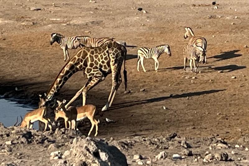 Excellent Adventures in Namibia and Botswana