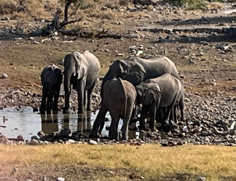 Excellent Adventures in Namibia and Botswana