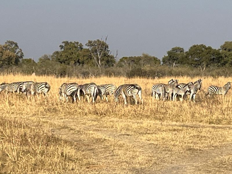 Excellent Adventures in Namibia and Botswana