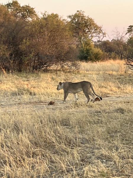 Excellent Adventures in Namibia and Botswana