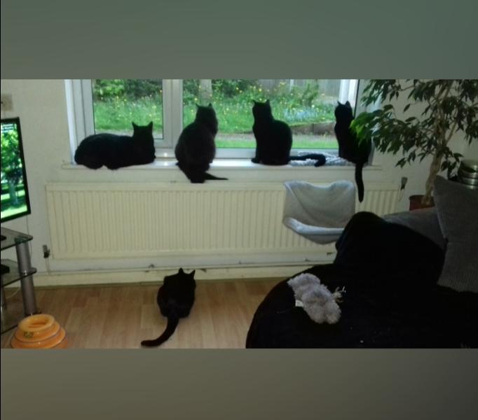 Pet Drugs Online Reviews Customer Service Reviews for https//www