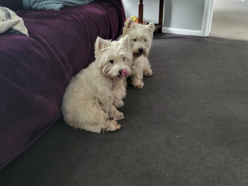 Pet Drugs Online Reviews Customer Service Reviews for https//www