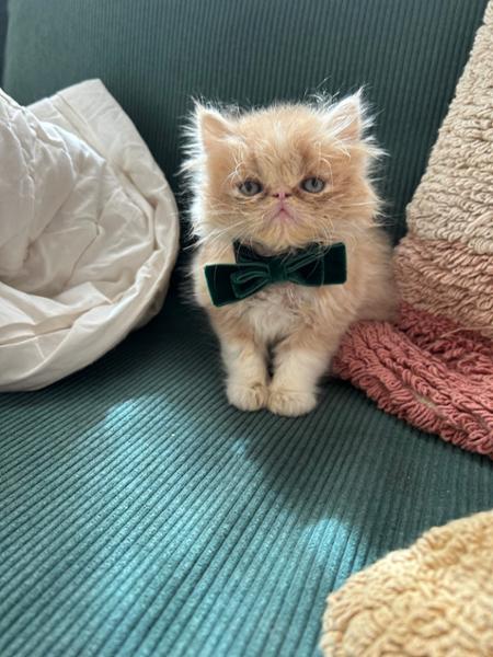 Thank you Petplan