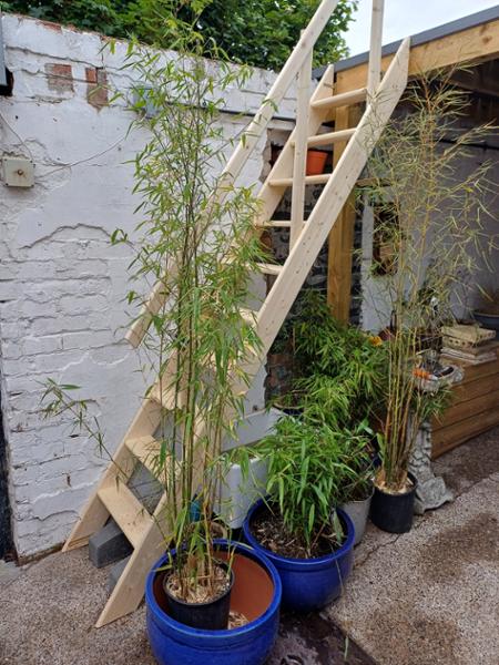 ladders