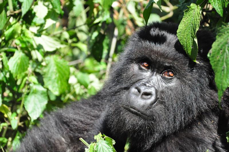 Our Rwanda Trip (we loved it!)