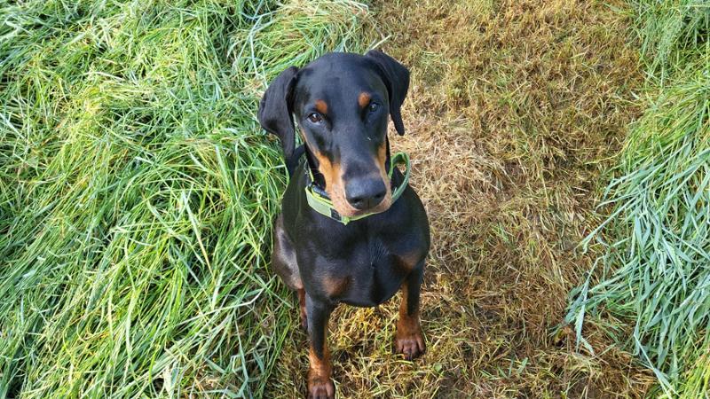 My Doberman love Cobbydog