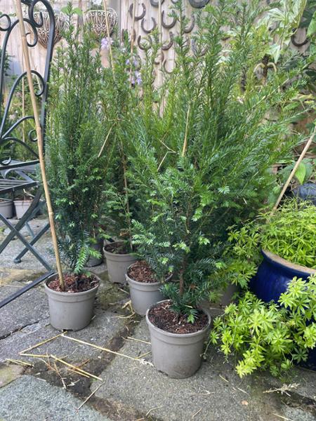 Yew hits the cue