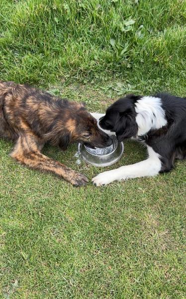 Happy dog customers!