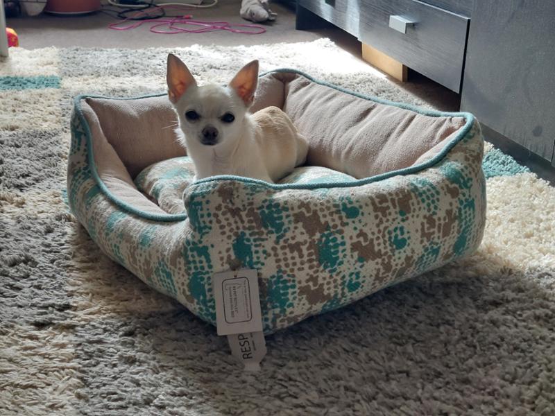Nice pet store, products and service