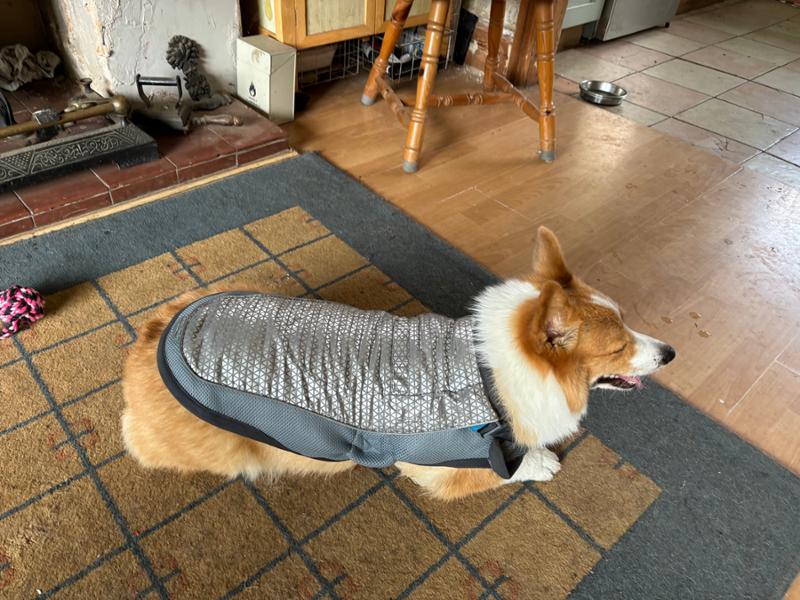 Dog Cooling Vest - ClimaCOOL Jacket - LG - Springer/Dalmation - George Barclay
