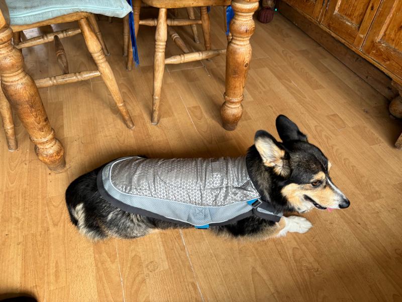 Dog Cooling Vest - ClimaCOOL Jacket - LG - Springer/Dalmation - George Barclay