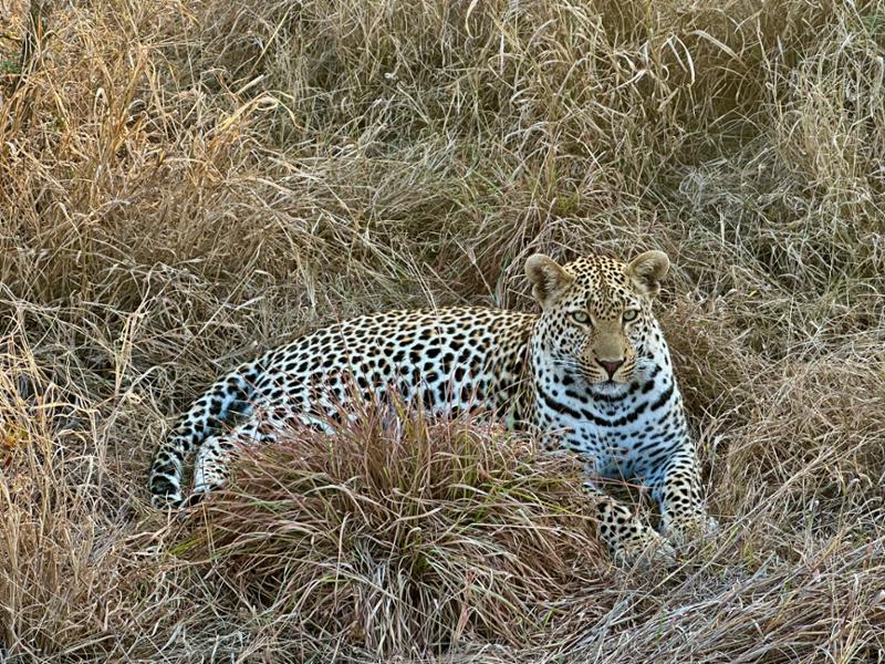 Another great safari with looks of wonderful memories.