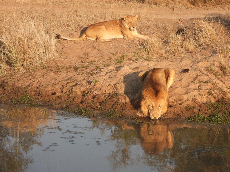 Another great safari with looks of wonderful memories.