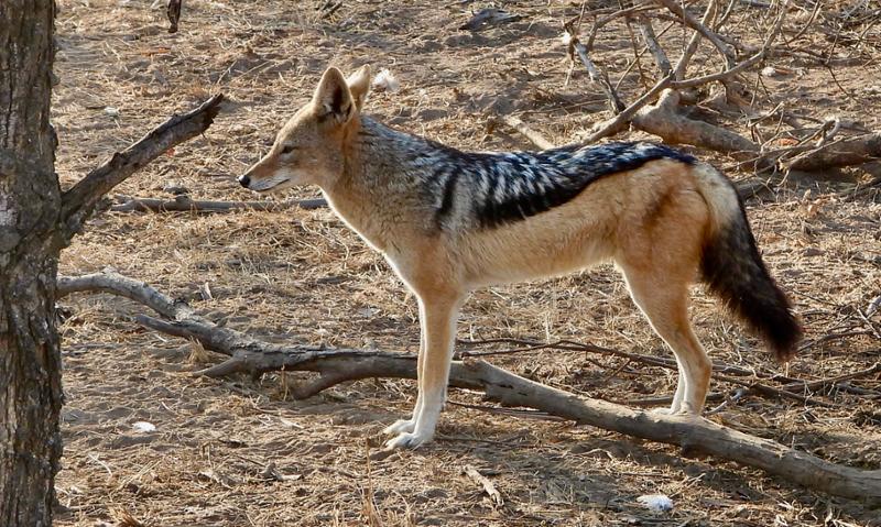 Another great safari with looks of wonderful memories.