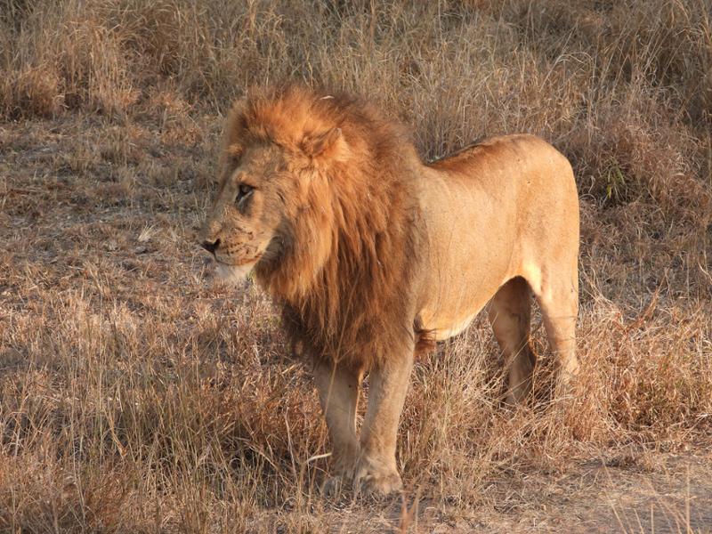 Another great safari with looks of wonderful memories.