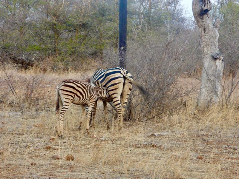 Another great safari with looks of wonderful memories.
