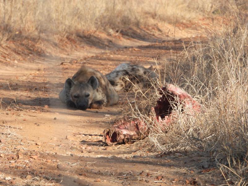 Another great safari with looks of wonderful memories.