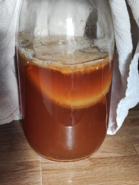 Organic Kombucha Scoby
