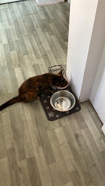 Dry Cat Food | 1.5kg | Hypoallergenic | Salmon and Herring | Grain Free & Natural Ingredients | Vet Recommended | Purr and Miaow